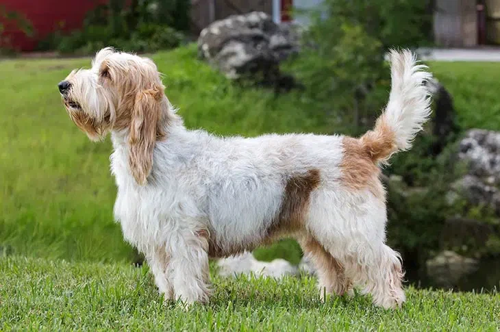 Grand-Basset-Griffon-Vendeen-on-White Grand-Basset-Griffon-Vendeen-on-White