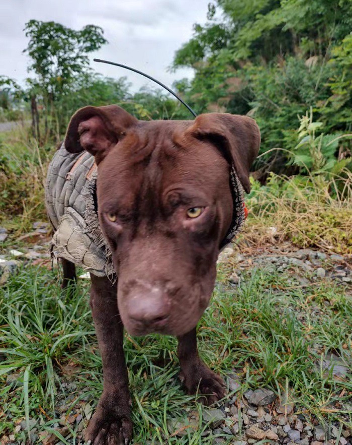 hunting dog hunting dog